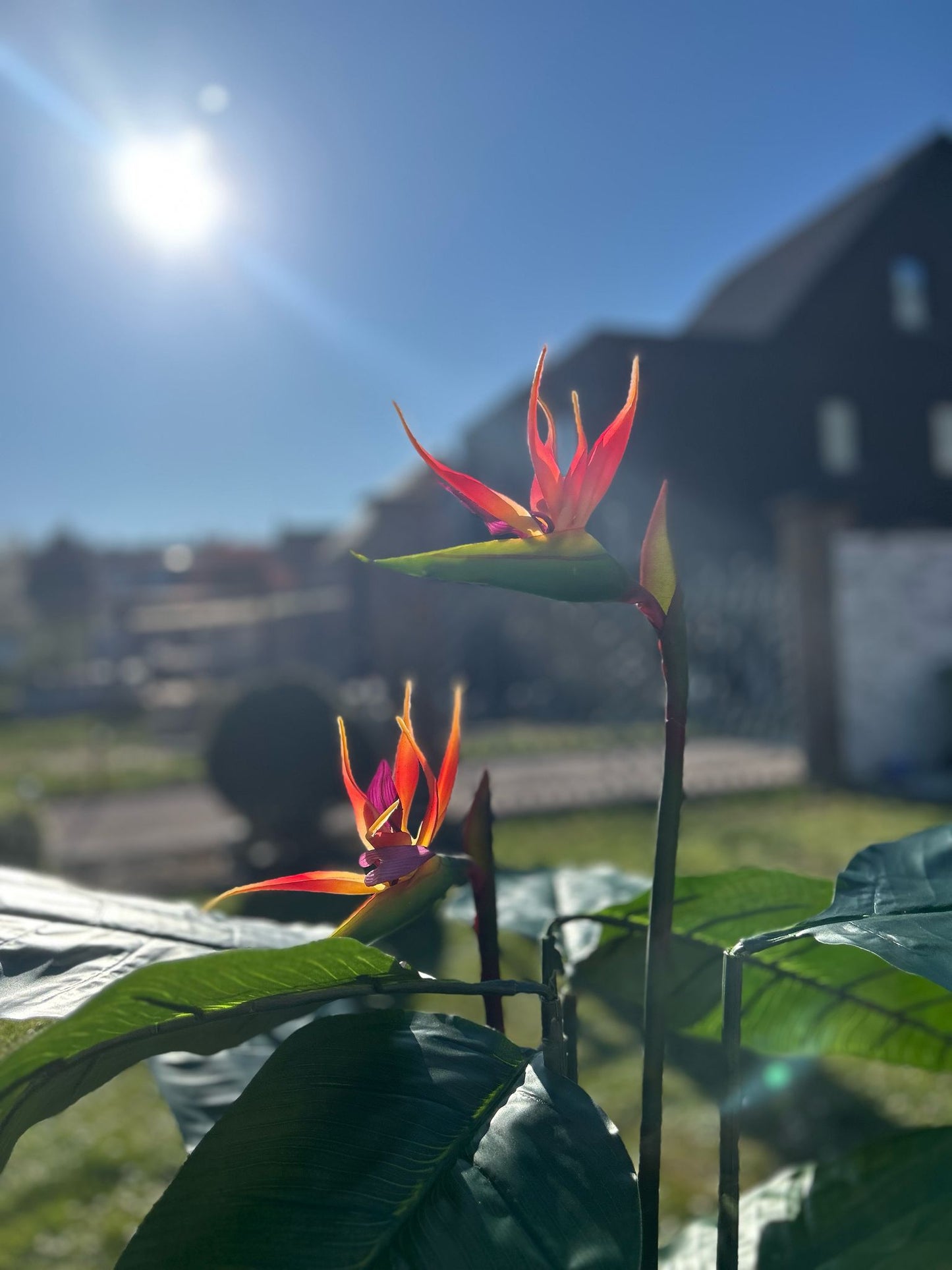 Tropische strelitzia - paradijsvogelplant 120cm - kunstplant!