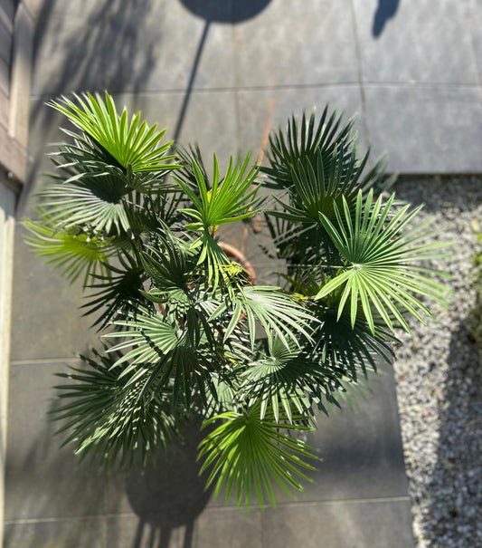 Levensechte waaerpalm kunstplant 90 cm - Tropische eyecatcher voor interieur, kantoor en tuin.